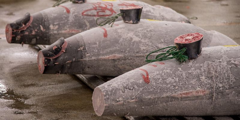 Vente aux enchères de thon au marché aux poissons de Toyosu