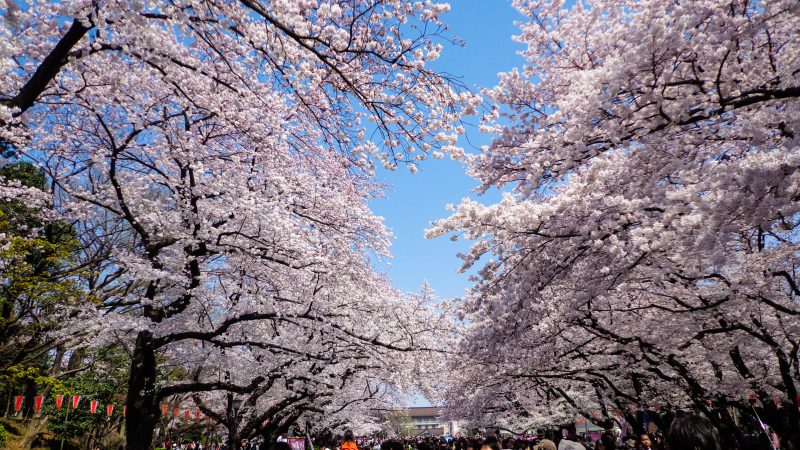 Ueno Park cherry blossoms