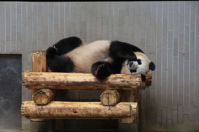 Panda in Ueno Zoo, Tokyo