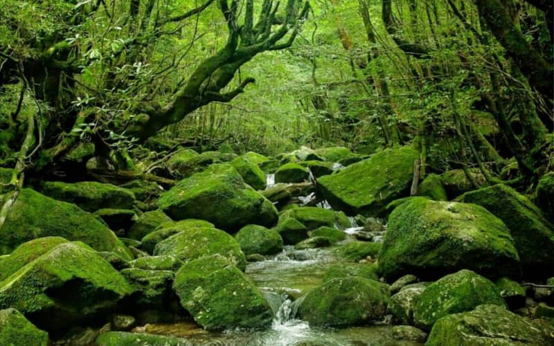 Forêt de l'île de Yakushima