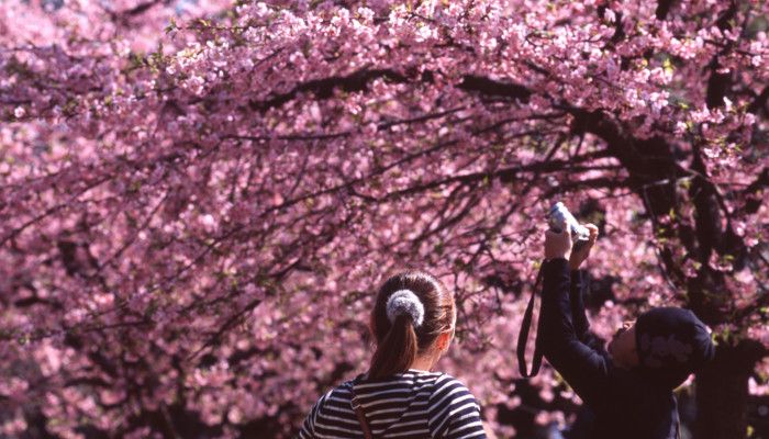 sakura blossom at yoyogi park