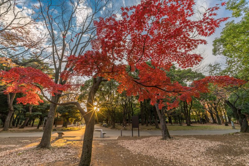 Parc Yoyogi en automne