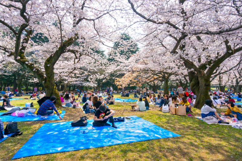 Cerisiers en fleurs, parc Yoyogi